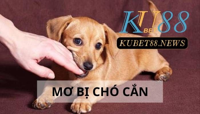 Điềm báo cho bạn khi mơ bị chó cắn? Số may mắn nên đánh 2023