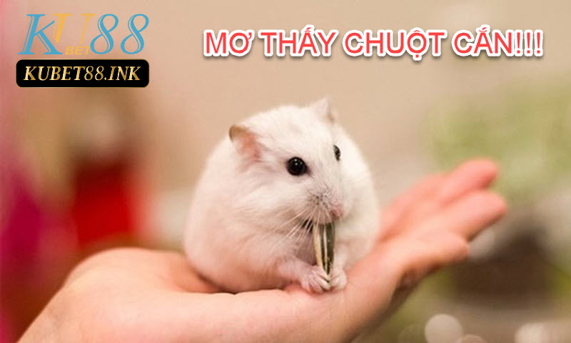 Giải mã giấc mơ thấy chuột cắn!!!